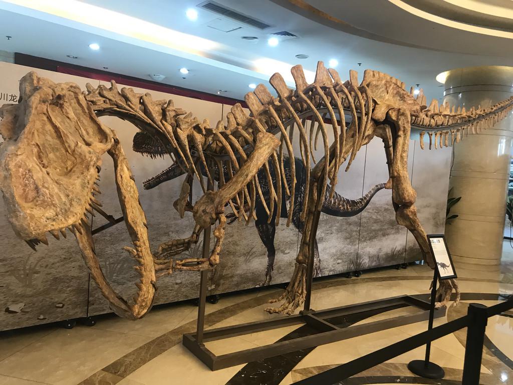 灭绝的古生物中为什么恐龙会备受关注？中国的恐龙到底有多少种？