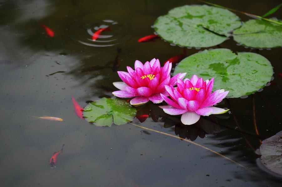 家里的大缸,装满水种上这些植物,种出唯美的水景