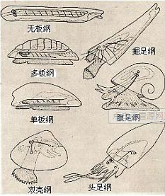 軟體動物門之無闆綱 Me前沿