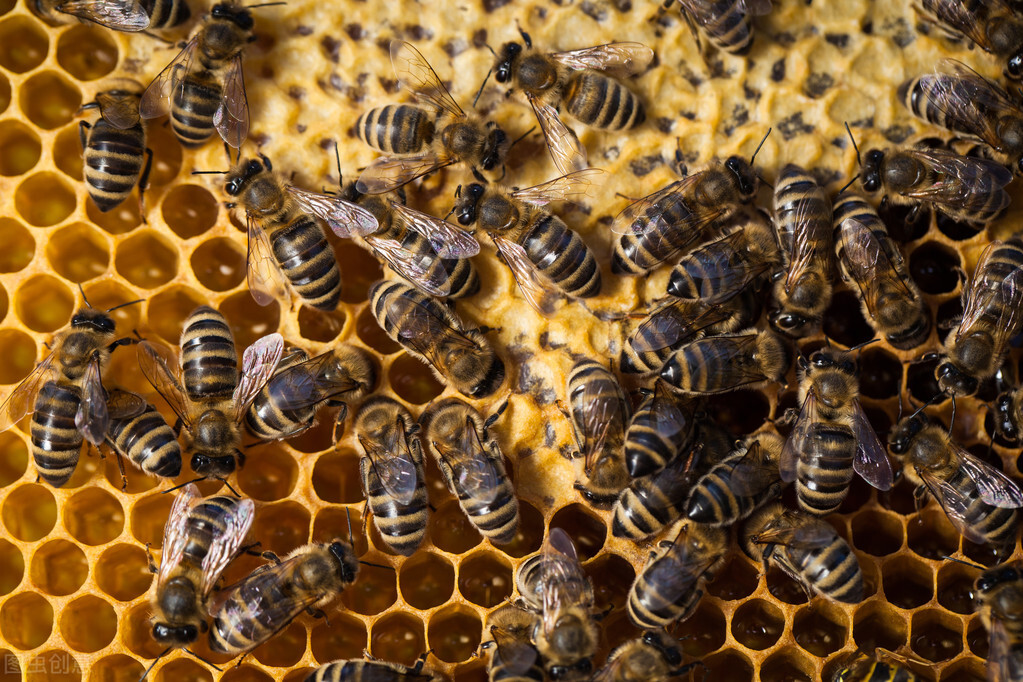 冬季怎么让蜂群储备更多饲料,蜜蜂不失王,少消耗储蜜的技巧