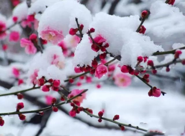 梅须逊雪三分白，雪却输梅一段香，诗词中的梅花美到骨子里