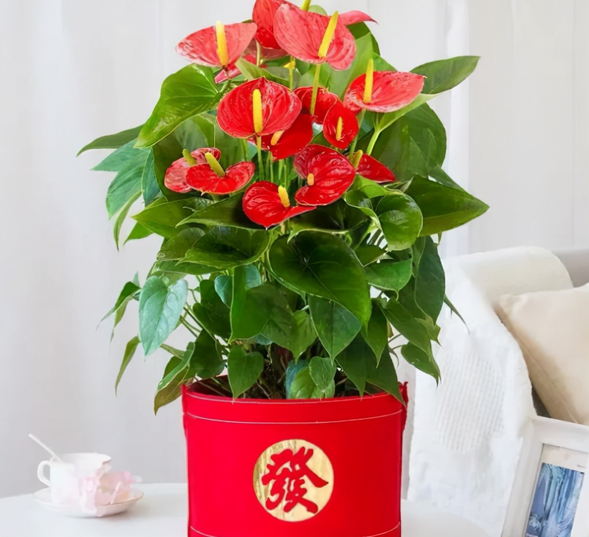 8种开大红色花朵的植物,家里养一盆,喜庆又红火