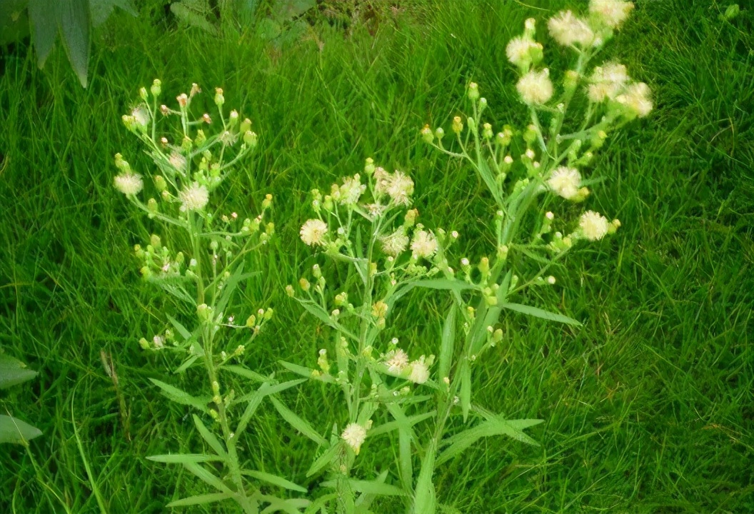 小蓬草的功效与作用(农村) - 行就行