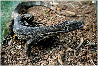 中国巨蜥！消失十余年的巨蜥重现云南龙陵！它们出现意味着什么？