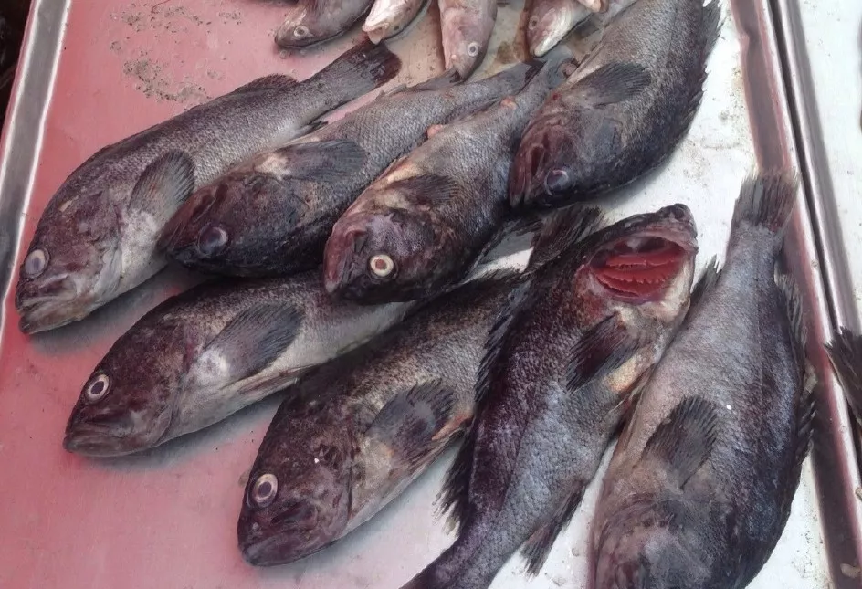 海裡也有黑魚 黑鮶魚 它的肉質和味道比淡水黑魚可要強得多了 天天看點