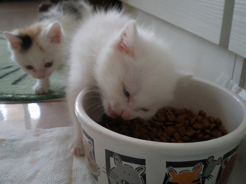 小猫什么时候开始吃猫粮（幼猫的饲养注意事项）