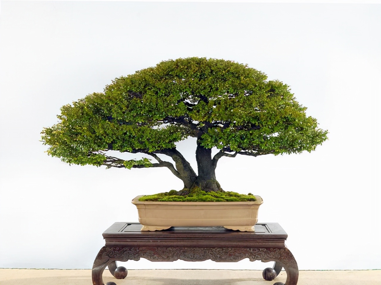 家中养殖小叶紫檀盆景,能够旺财,但是要掌握养殖的方法才可以