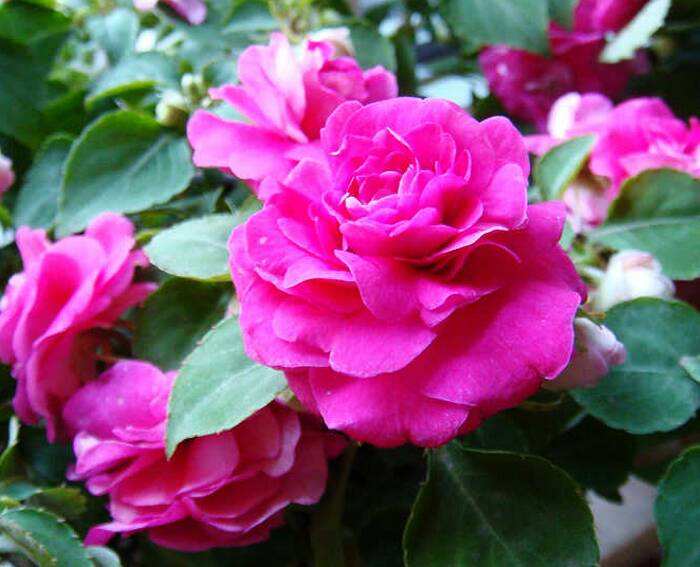 非洲鳳仙,非洲鳳仙花的養(yǎng)殖方法和注意事項