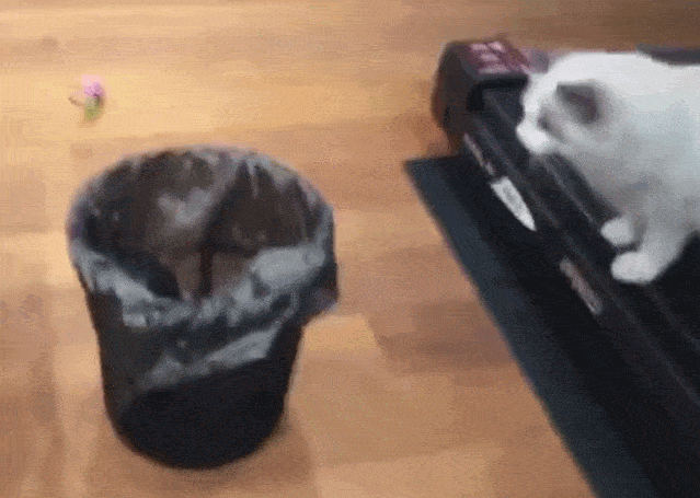 布偶猫价格多少钱一只（布偶猫难养吗）