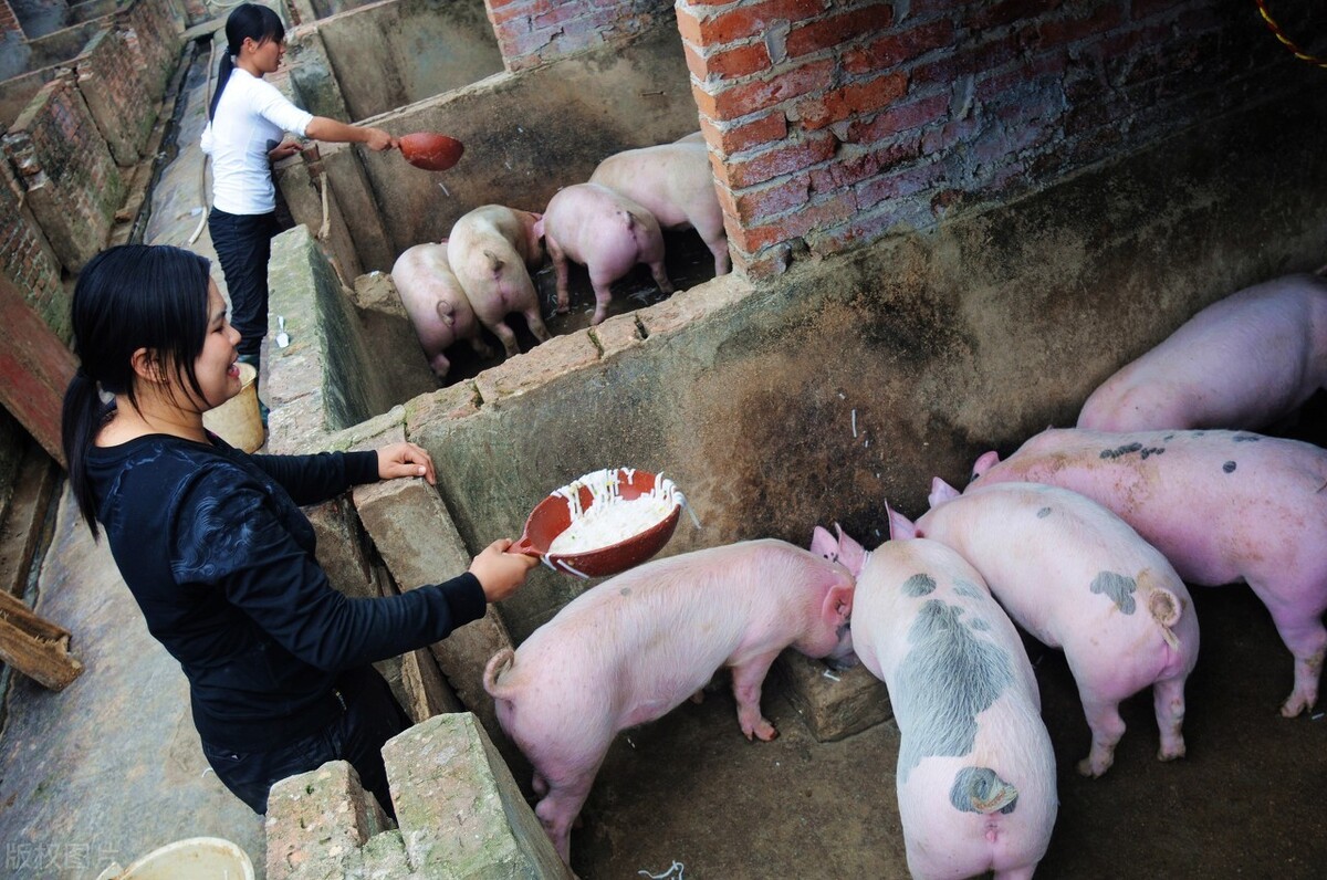 猪价跳水“9连跌”，肉价大跌超13元，还要跌？25日猪价肉价