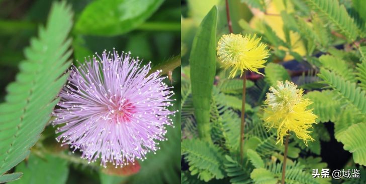 如果要评选史上十大“采花大盗”，乾隆一定名列前茅