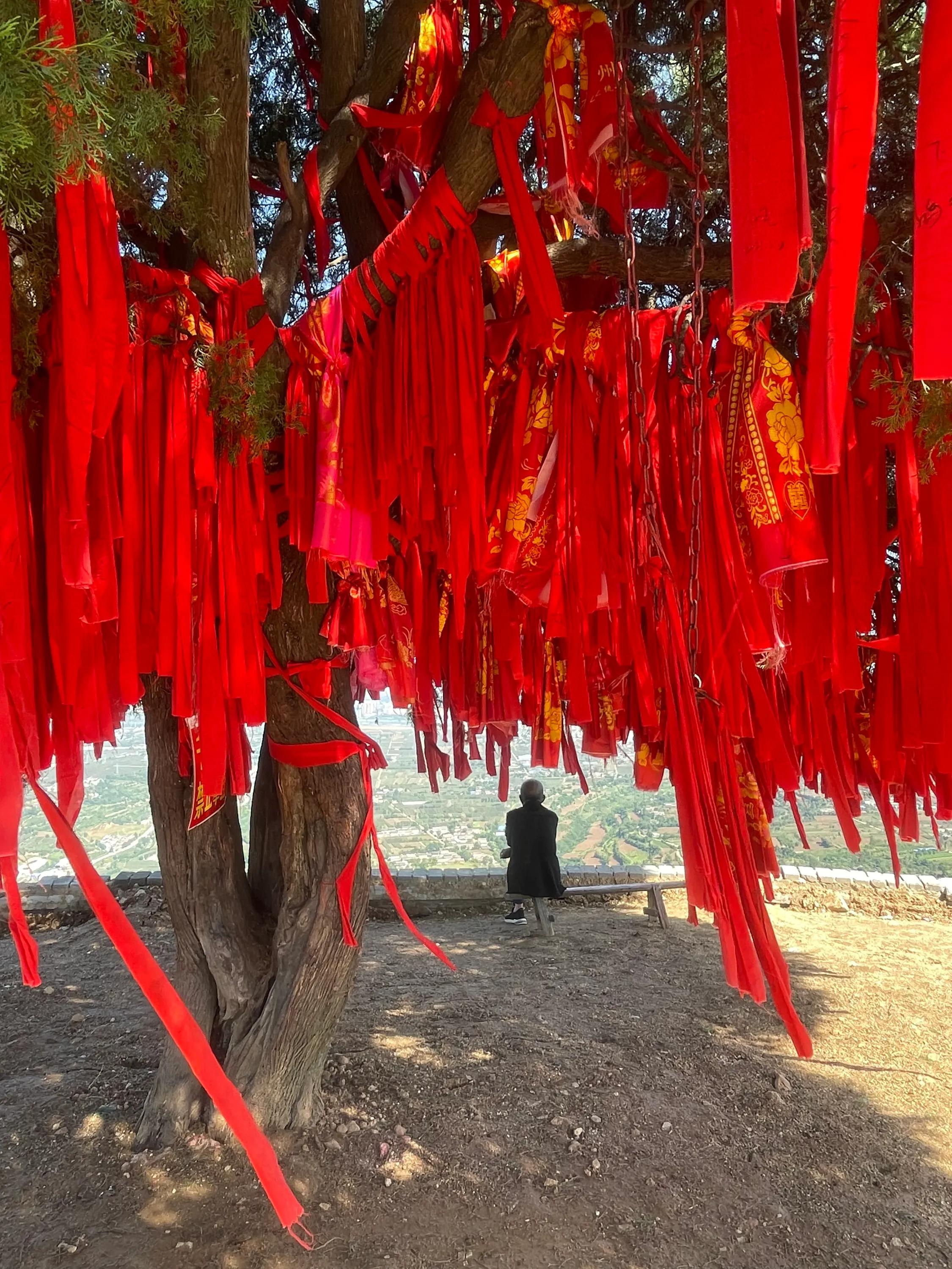 祈福树图片图片