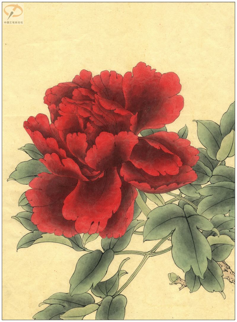 李晓明《牡丹》工笔画(着色绘制步骤图)第三辑