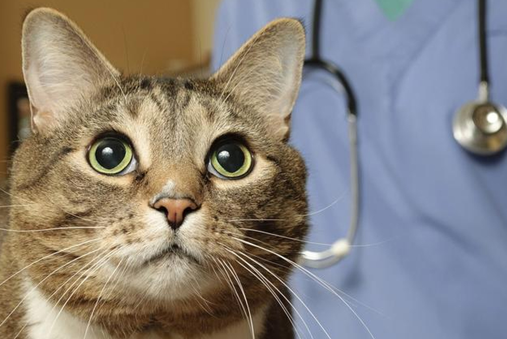 猫咪哭泣是受了委屈？别逗了！猫主需警惕导致猫咪流泪的真实原因
