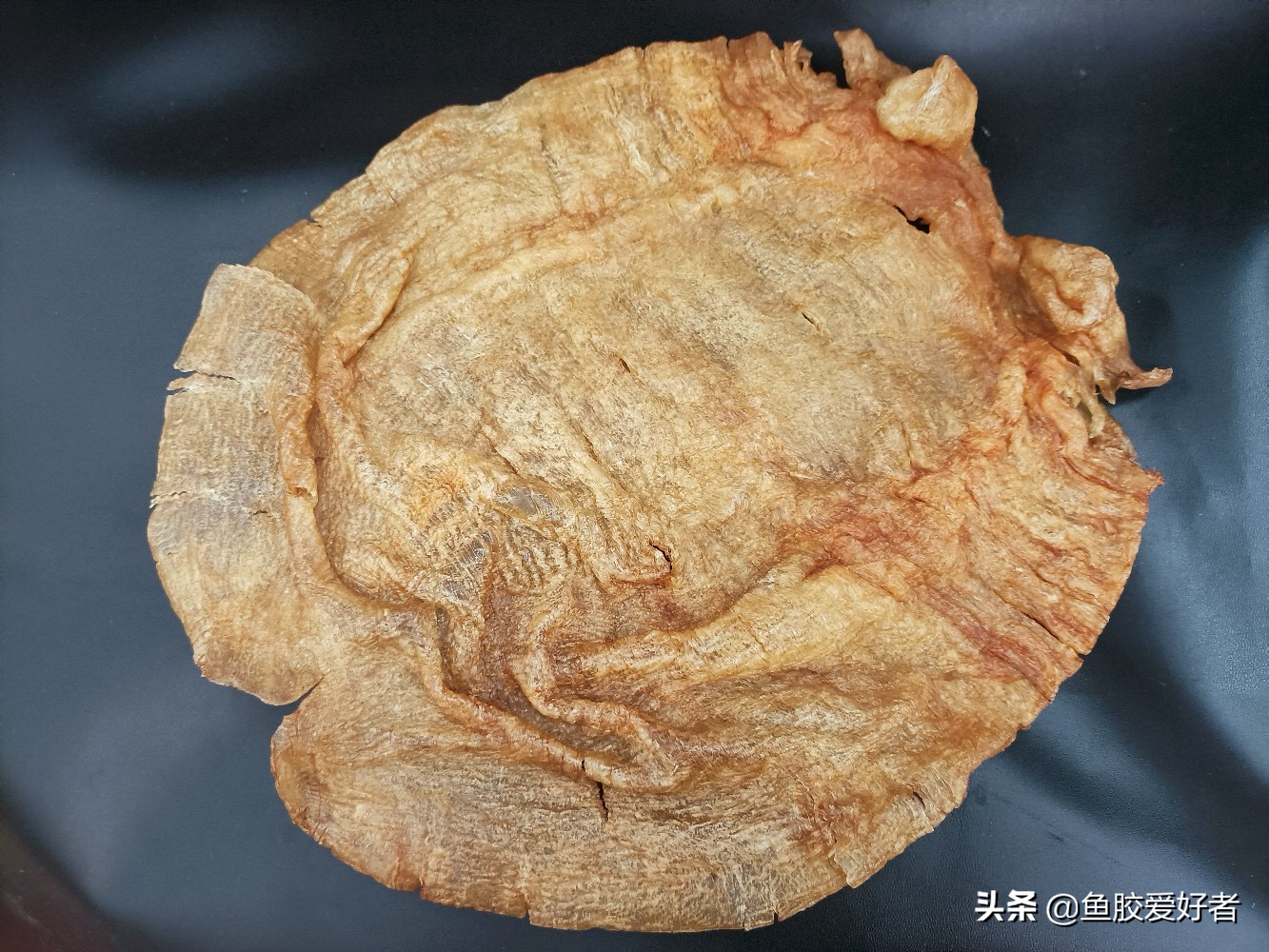 排名第二！房胶竟然比金钱鳘还稀有，原来房胶还有这些独特之处