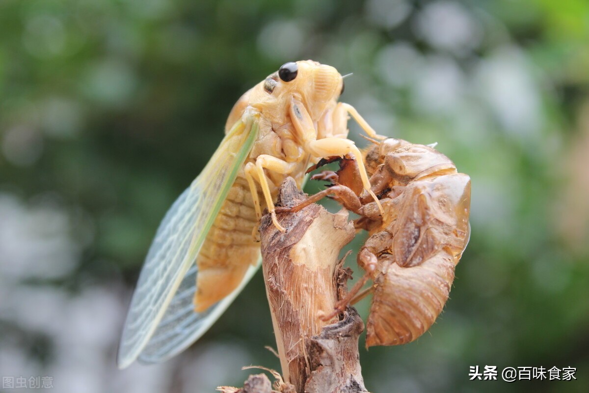 知了猴如何做好吃