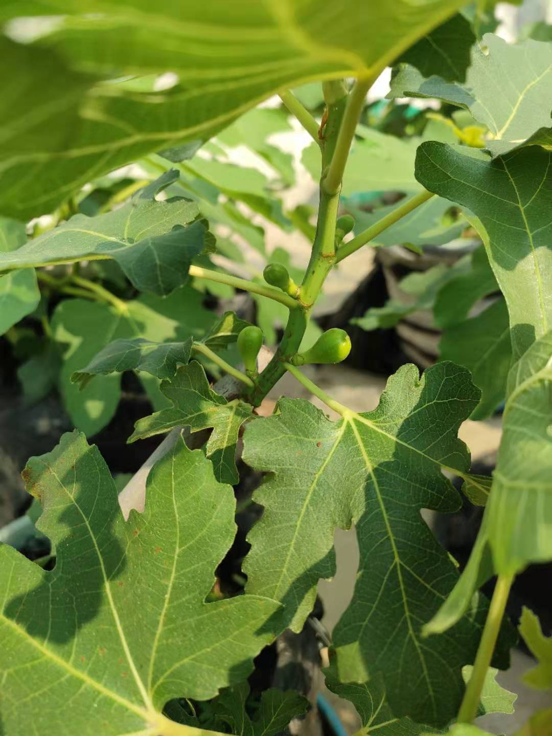 無花果的栽培技術,無花果的栽培技術和植物管理