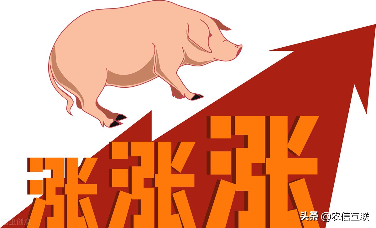 最新玉米和猪价预警：猪价暴涨，一天涨1元！玉米行情更新