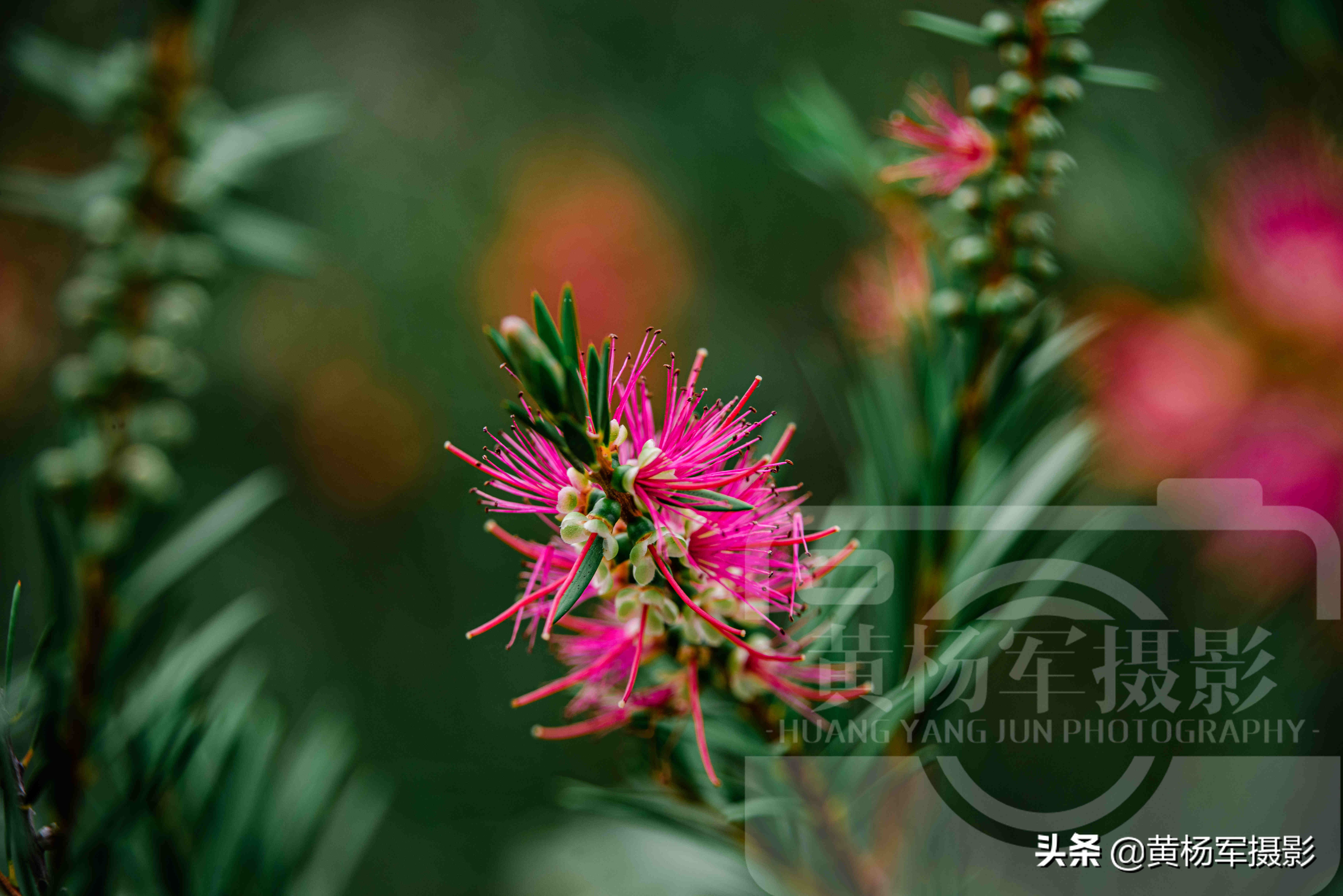 垂枝红千层（带你赏析垂枝红千层的漂亮图片）