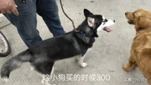 农村现在都爱养宠物狗，狗市哈士奇400一只，为啥只看没人买？