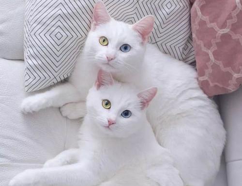纯白色猫咪更容易患皮肤癌