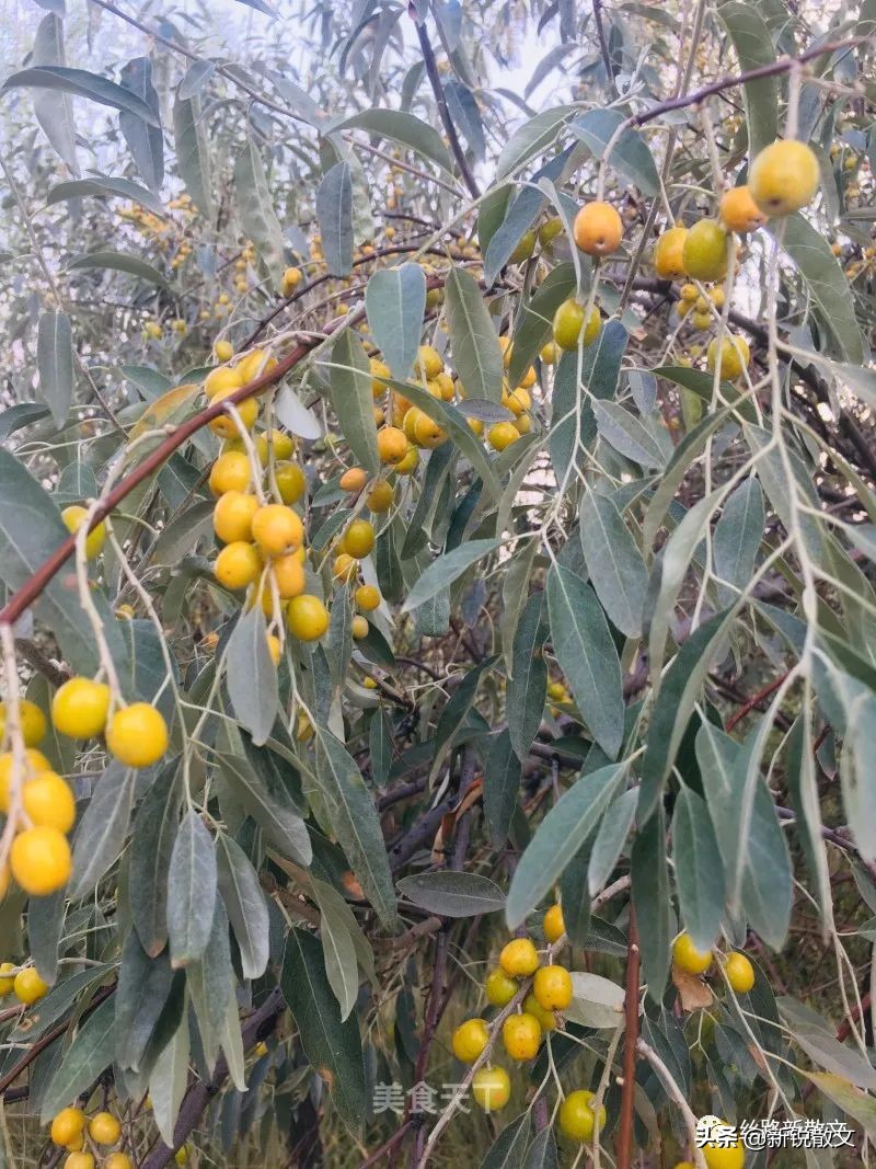 家乡的沙枣花开了,香味独特悠远,是任何香水都替代不了的香气