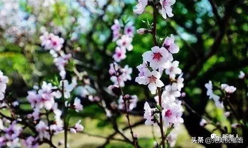 三月桃花开，送给我的朋友圈！美醉了~