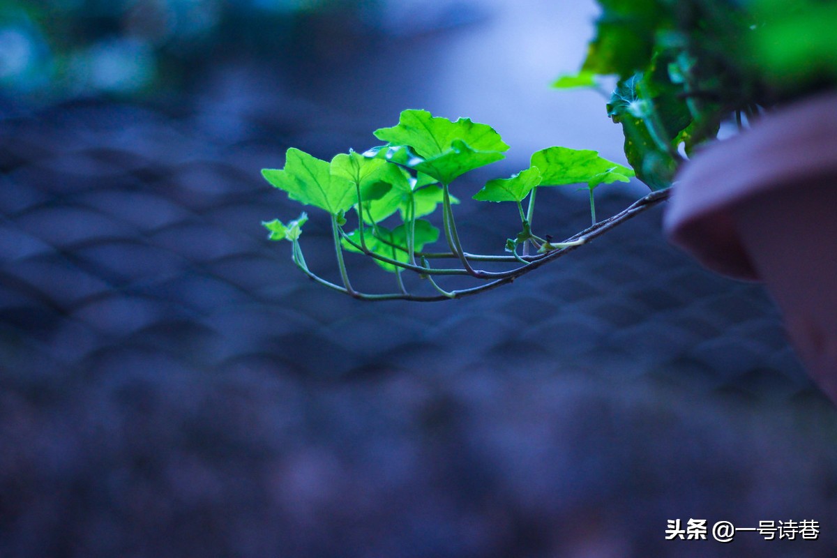 诗心不负春风唤，须教花从笔底开