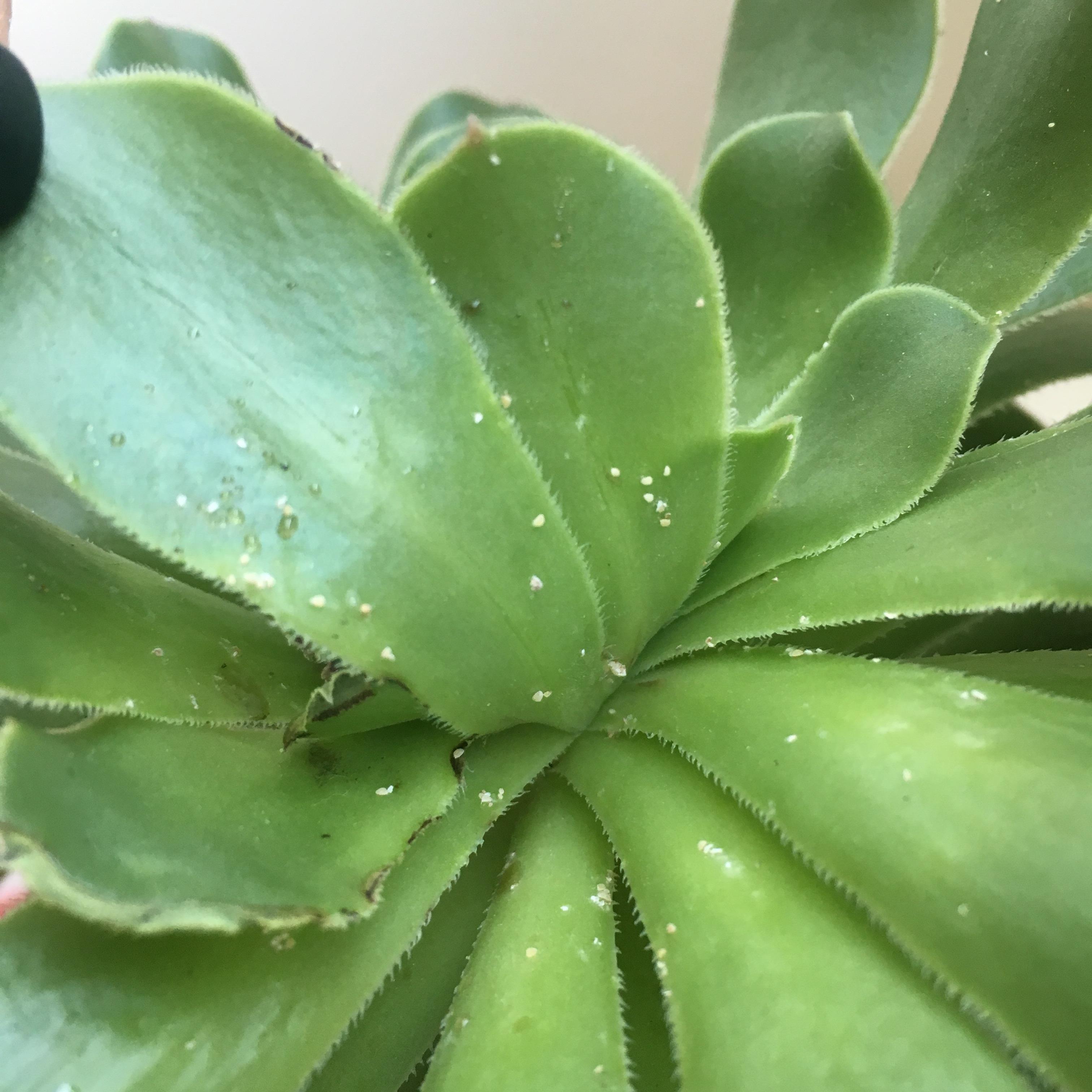 多肉蚧壳虫,月季蚜虫大爆发,1个小偏方效果好,用一次管半年