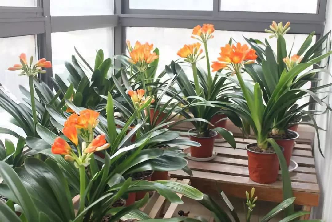 能“养人”的10种花，有的能吸废气、有的可以食用，种了不后悔