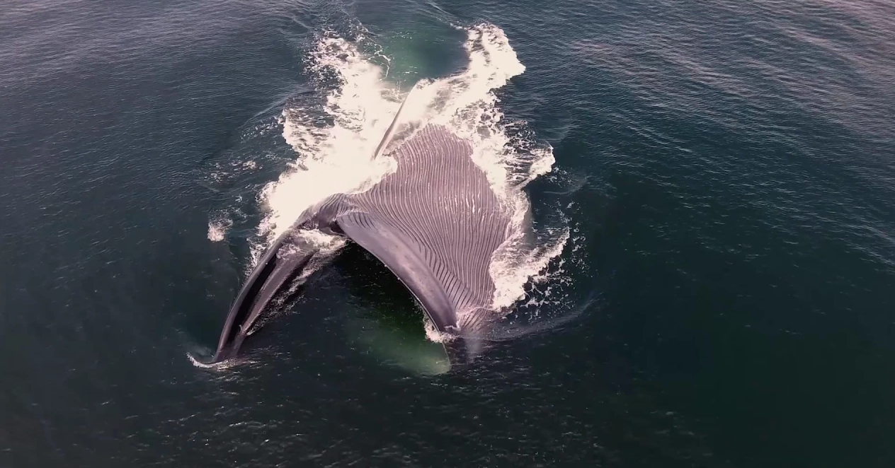 世界上最大的动物(世界上最大的动物,每天进食约5吨,它的舌头可以站50