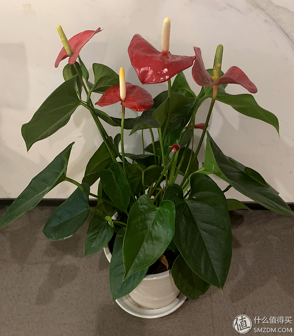 12种高颜值室内小株植物,给你一个春意盎然的家!(附养护心得)
