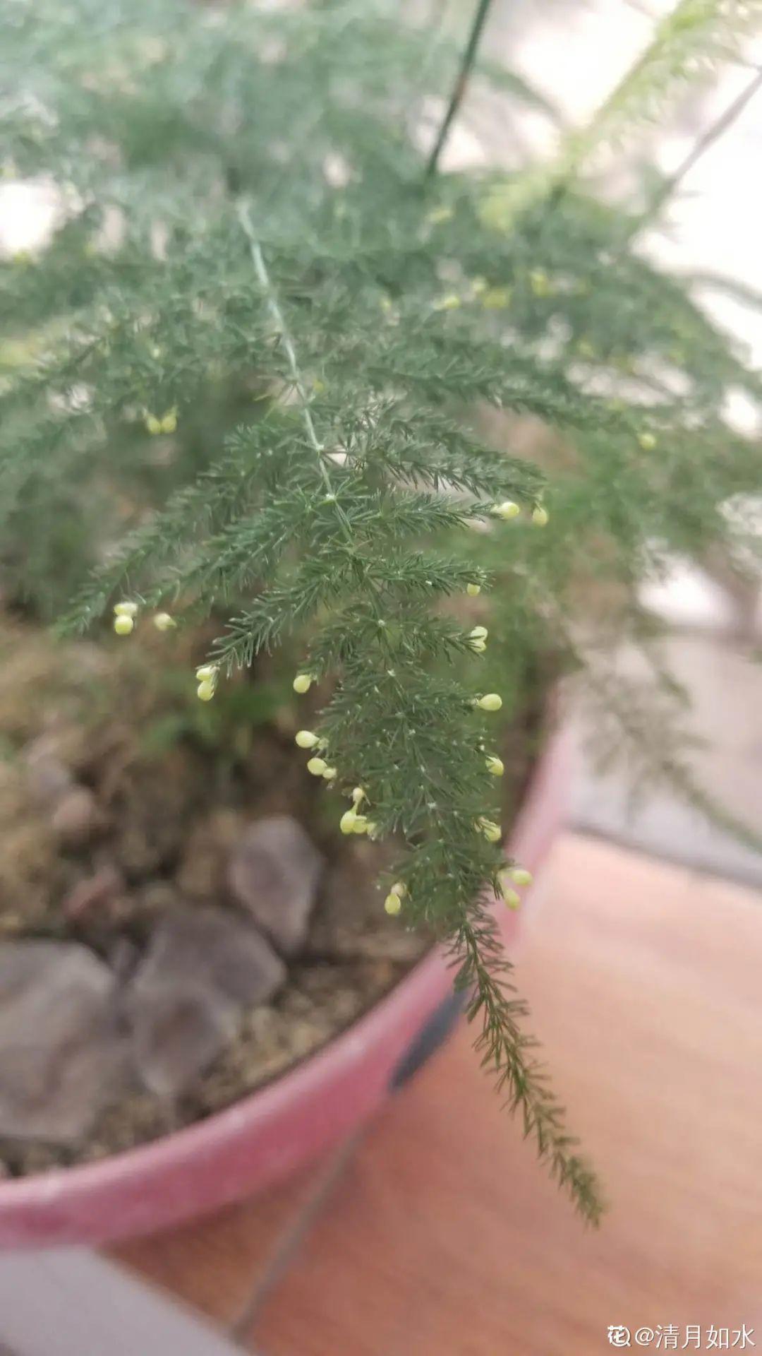 6种花特耐阴,光照不好也能养好,适合北阳台
