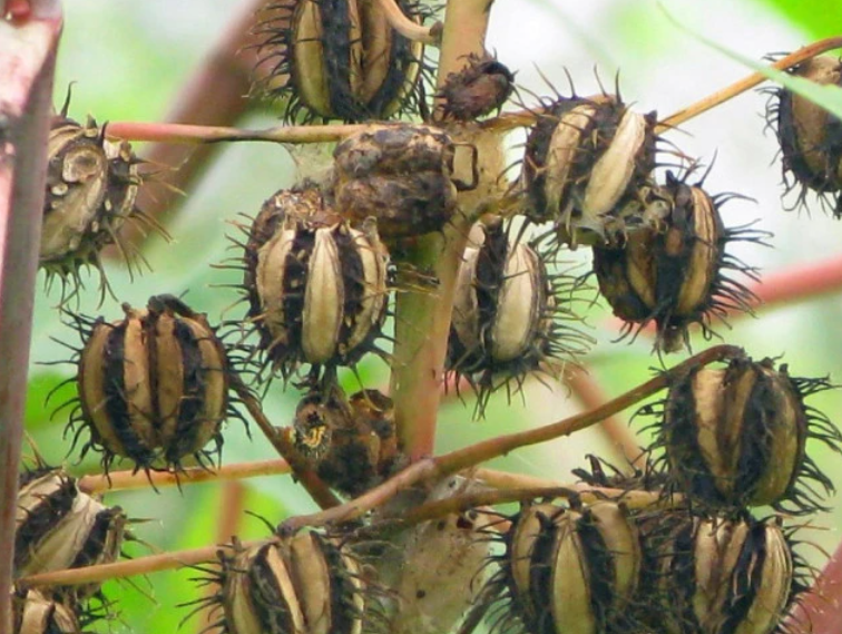 出麻子初期症状图片(蓖麻含致命毒素) - 赤虎壹号