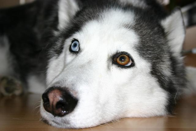 辟谣：狗狗的阴阳眼，并不能看到鬼魂，它们太敏感才会对着空气叫
