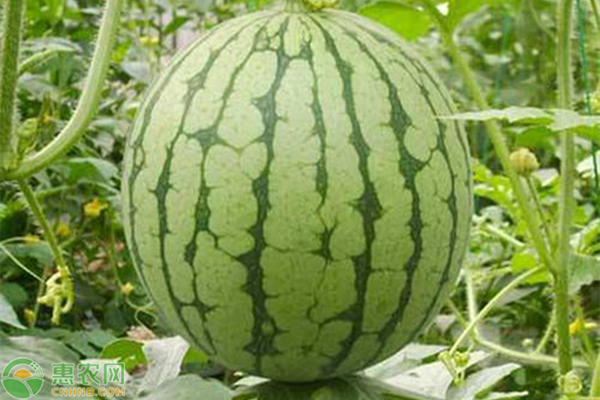 黄瓤西瓜是不是转基因食品？黄瓤西瓜与红瓤西瓜的区别