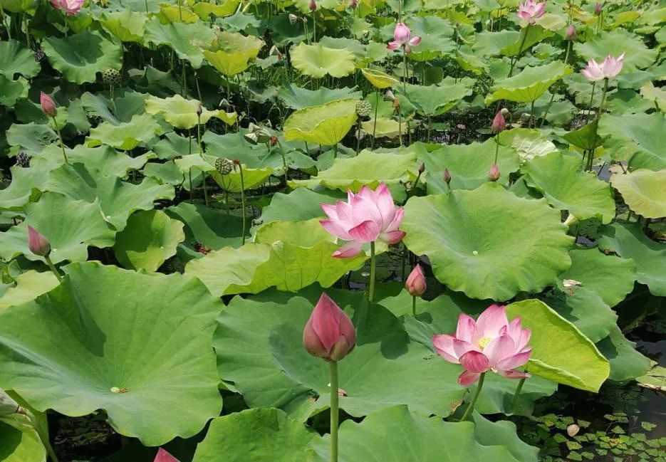 怀德学院“心怀正气 尚德倡廉”文化作品展