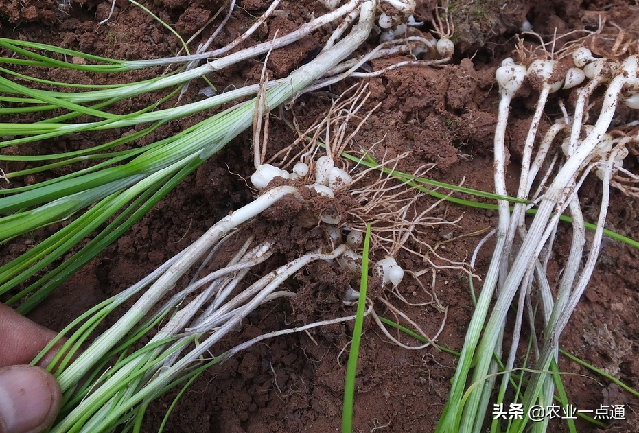 这个野菜怎么吃最好!