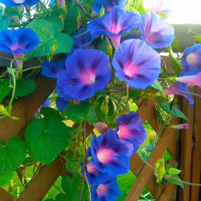 牵牛花，早晨开花中午谢
