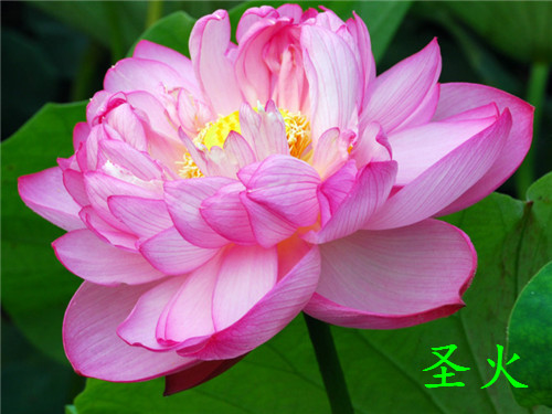 荷花有什么特点(荷花形态特征和养护方法简介)