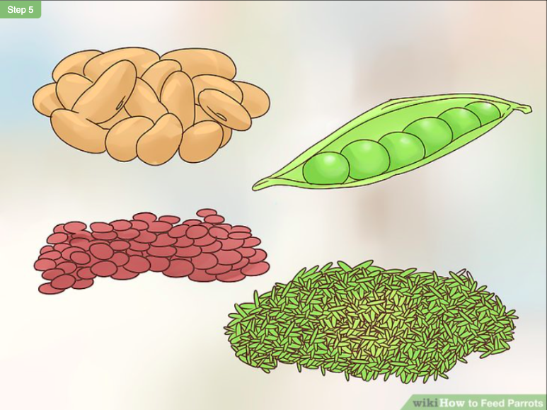 如何给鹦鹉选择食物