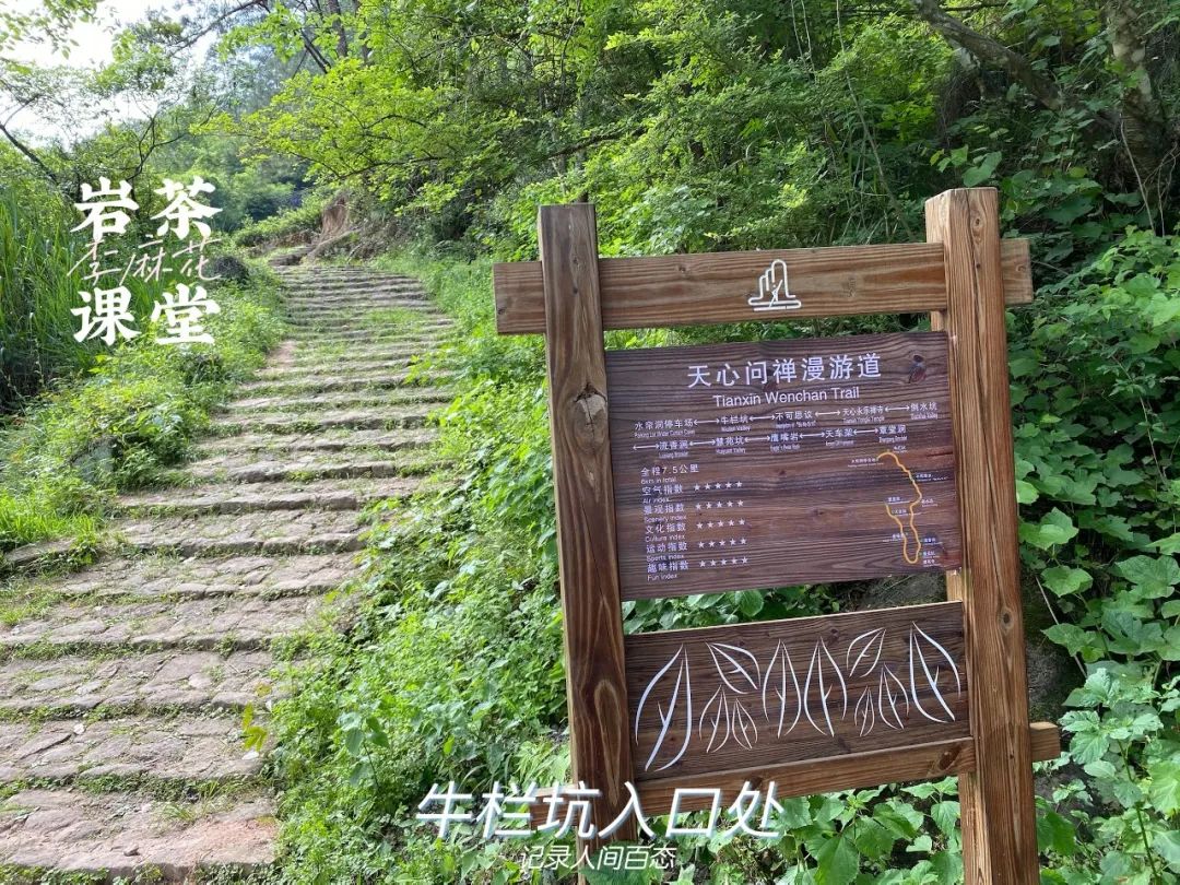 冲泡肉桂、水仙、大红袍时，为了避免喝到碎茶，该不该使用茶滤？