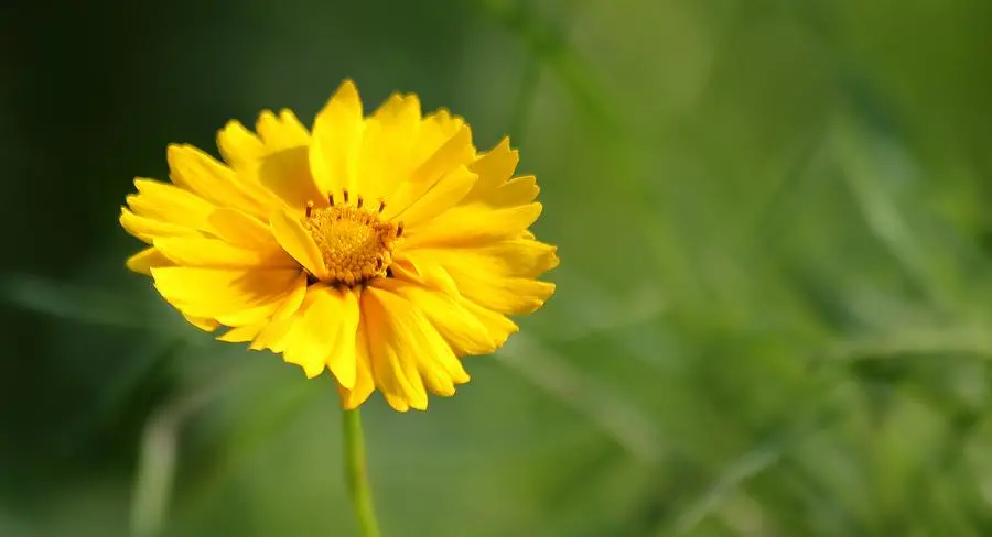 夏等百花开，芬芳已入怀