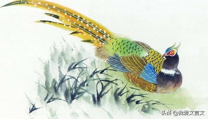 经典文言文赏析｜路人献雉