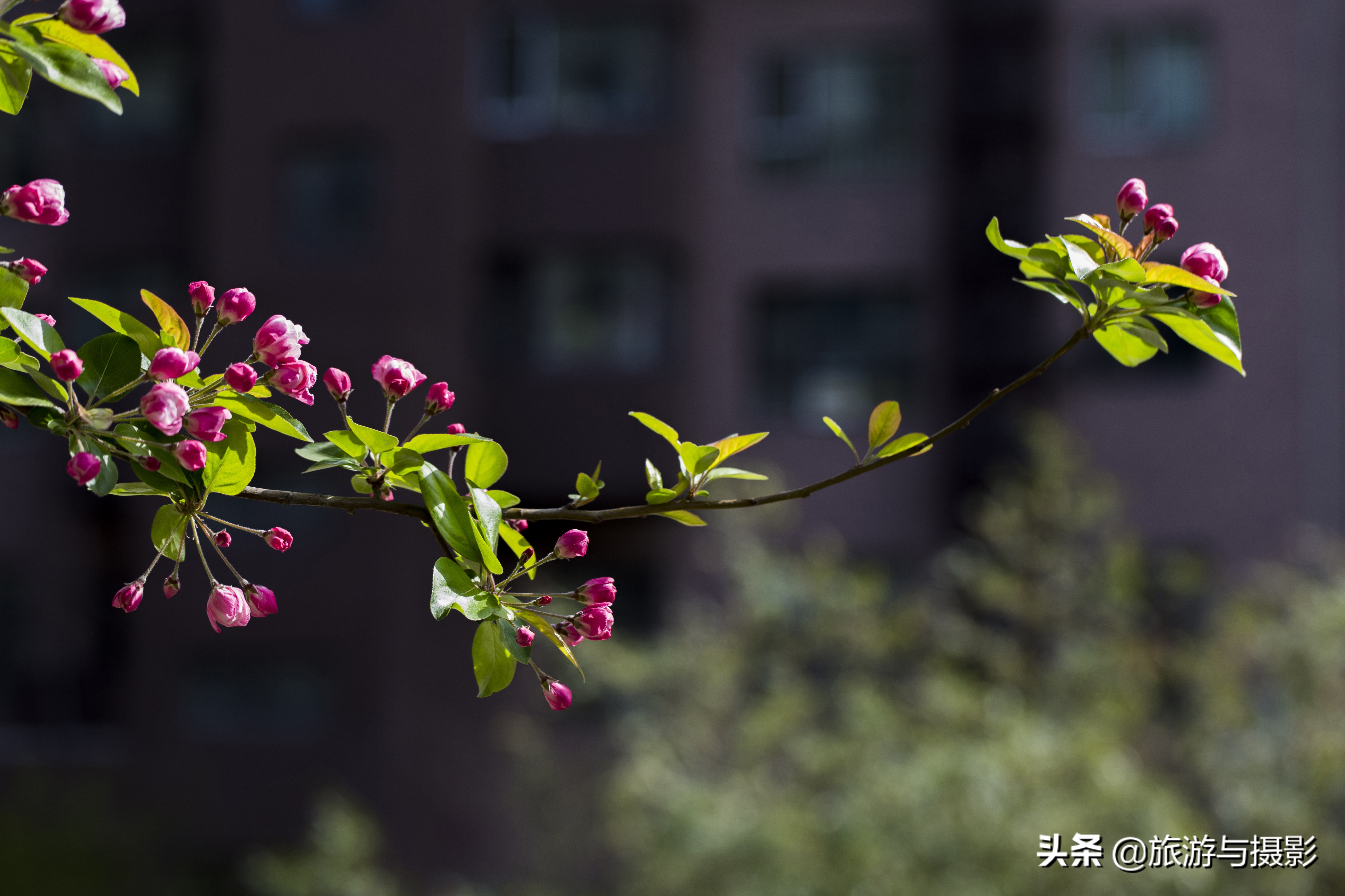 海棠花古诗美图38首