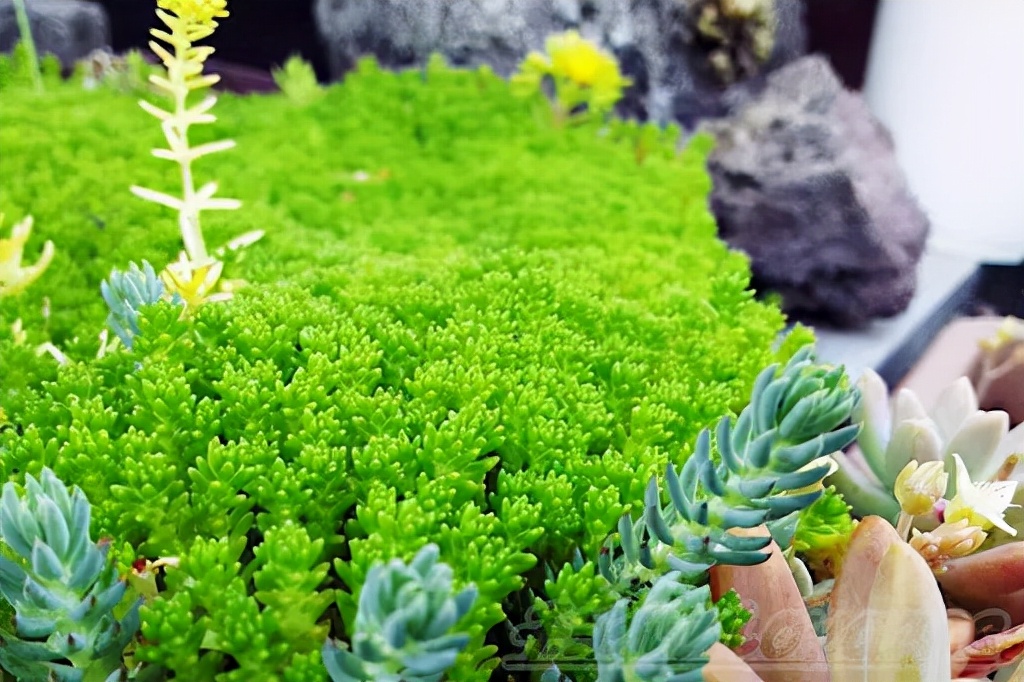 7种最好用的地被植物：丰富花境花园色彩，控制杂草