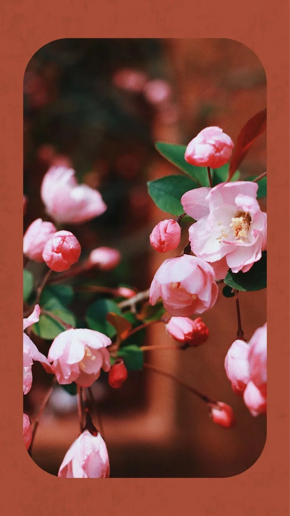 中国这10所大学壁纸第二期！厦门大学、中山大学等在列