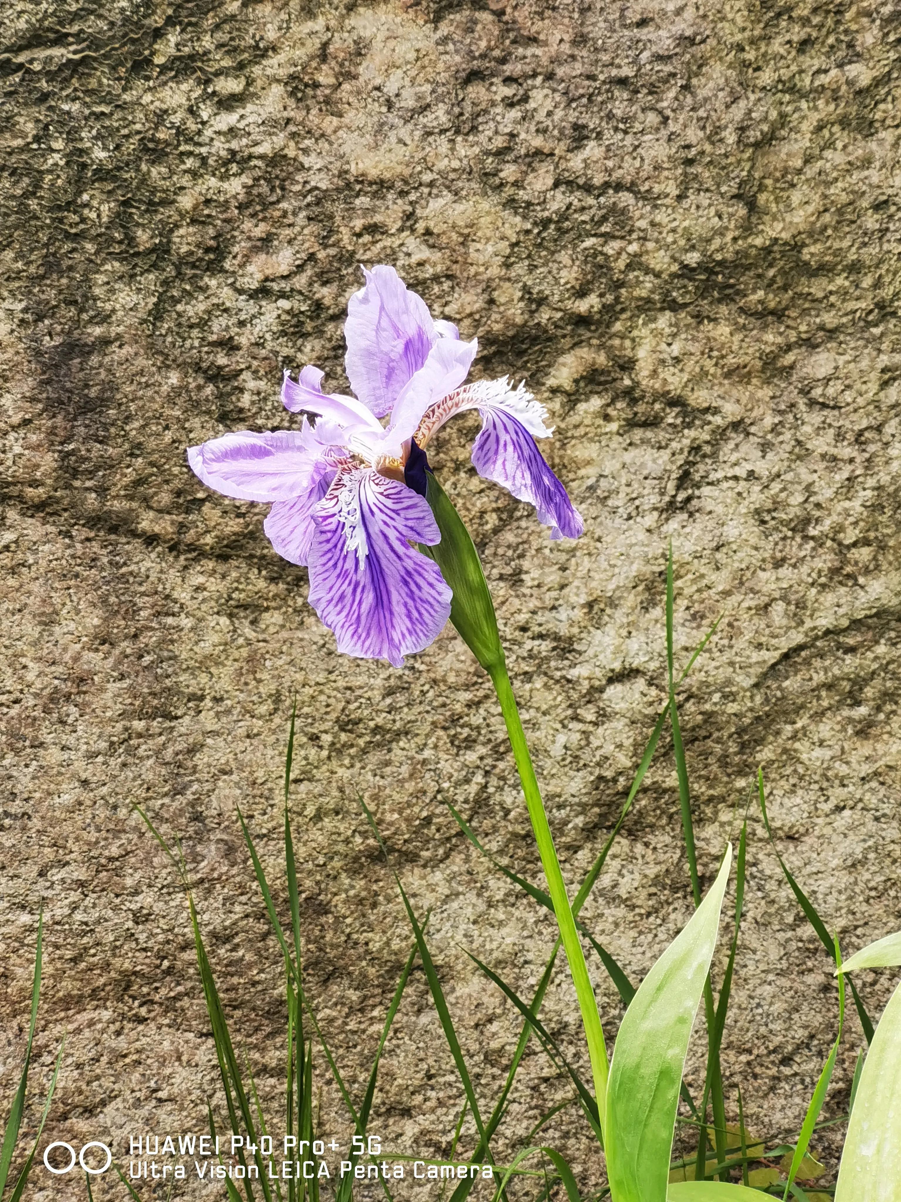 每日一诗《过零丁洋》
