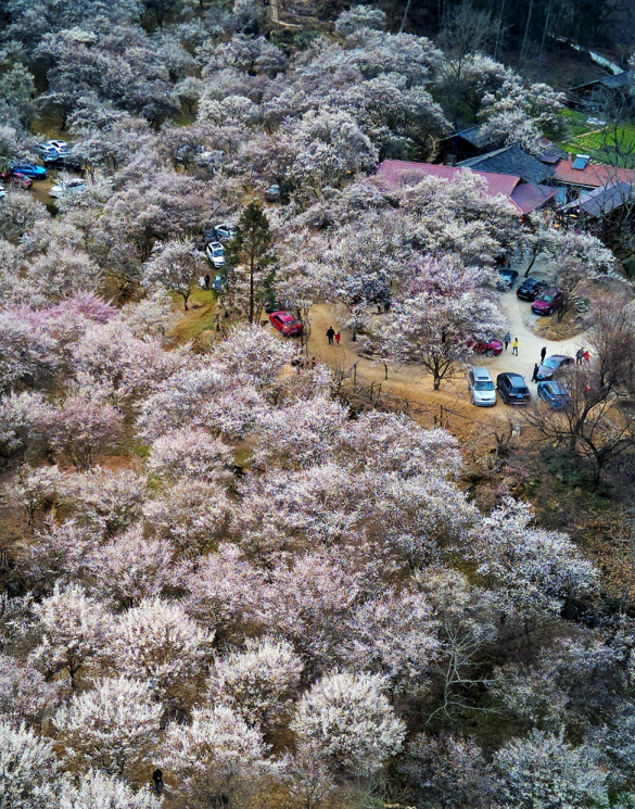 万亩古梅林开满山，不收门票，成都2天来回