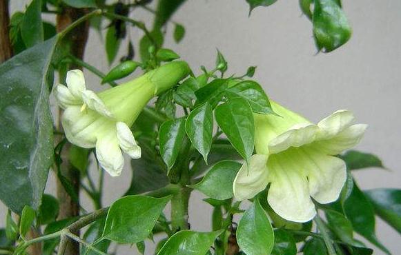 金钱树开花吗(老人说6种"招财花",不会随意开,开花就有"财源"到)